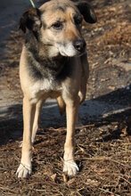 SONIA, Hund, Mischlingshund in Bulgarien - Bild 12