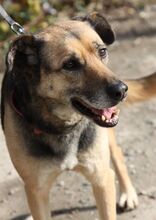 SONIA, Hund, Mischlingshund in Bulgarien - Bild 13