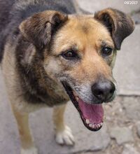 SONIA, Hund, Mischlingshund in Bulgarien - Bild 14