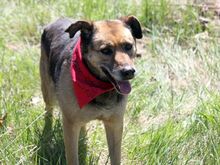 SONIA, Hund, Mischlingshund in Bulgarien - Bild 15