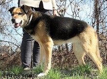 SONIA, Hund, Mischlingshund in Bulgarien - Bild 16