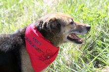 SONIA, Hund, Mischlingshund in Bulgarien - Bild 17