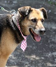 SONIA, Hund, Mischlingshund in Bulgarien - Bild 18