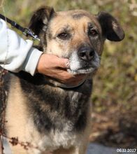 SONIA, Hund, Mischlingshund in Bulgarien - Bild 19