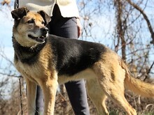 SONIA, Hund, Mischlingshund in Bulgarien - Bild 2