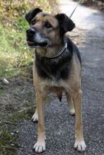 SONIA, Hund, Mischlingshund in Bulgarien - Bild 22