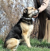 SONIA, Hund, Mischlingshund in Bulgarien - Bild 3