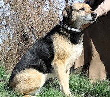 SONIA, Hund, Mischlingshund in Bulgarien - Bild 5