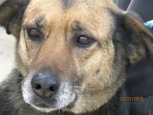 SONIA, Hund, Mischlingshund in Bulgarien - Bild 6