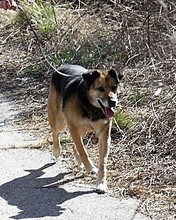 SONIA, Hund, Mischlingshund in Bulgarien - Bild 7
