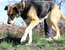 SONIA, Hund, Mischlingshund in Bulgarien - Bild 8