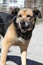 SONIA, Hund, Mischlingshund in Bulgarien - Bild 9