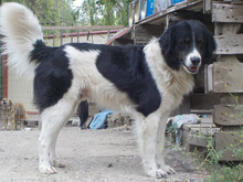 KEVIN, Hund, Herdenschutzhund-Mix in Griechenland - Bild 1