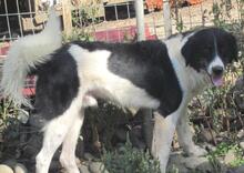 KEVIN, Hund, Herdenschutzhund-Mix in Griechenland - Bild 5