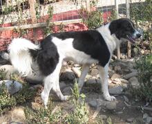 KEVIN, Hund, Herdenschutzhund-Mix in Griechenland - Bild 6