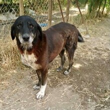 DILARA, Hund, Mischlingshund in Griechenland - Bild 1