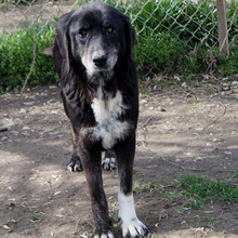 DILARA, Hund, Mischlingshund in Griechenland - Bild 11