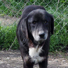 DILARA, Hund, Mischlingshund in Griechenland - Bild 12