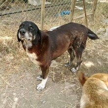 DILARA, Hund, Mischlingshund in Griechenland - Bild 2