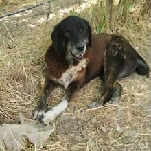 DILARA, Hund, Mischlingshund in Griechenland - Bild 4