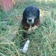 DILARA, Hund, Mischlingshund in Griechenland - Bild 6