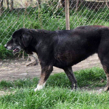 DILARA, Hund, Mischlingshund in Griechenland - Bild 8