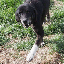 DILARA, Hund, Mischlingshund in Griechenland - Bild 9