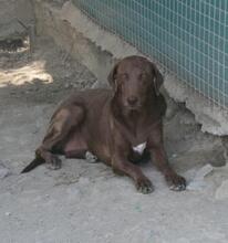 BESS, Hund, Mischlingshund in Zypern - Bild 10
