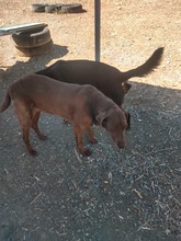 BESS, Hund, Mischlingshund in Zypern - Bild 11