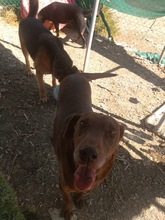 BESS, Hund, Mischlingshund in Zypern - Bild 12