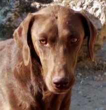 BESS, Hund, Mischlingshund in Zypern - Bild 2