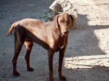 BESS, Hund, Mischlingshund in Zypern - Bild 3