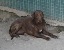 BESS, Hund, Mischlingshund in Zypern - Bild 5