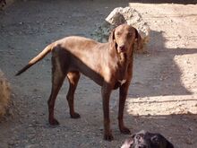 BESS, Hund, Mischlingshund in Zypern - Bild 6