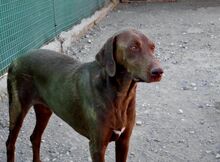 BESS, Hund, Mischlingshund in Zypern - Bild 8