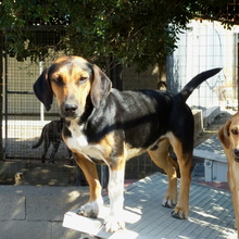 BRUCE, Hund, Mischlingshund in Italien - Bild 3