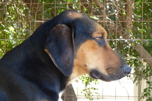 BRUCE, Hund, Mischlingshund in Italien - Bild 5