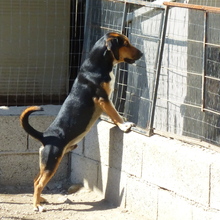 BRUCE, Hund, Mischlingshund in Italien - Bild 7