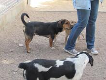 BRUCE, Hund, Mischlingshund in Italien - Bild 8