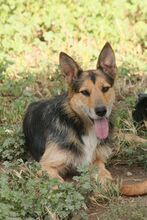 TOTO, Hund, Deutscher Schäferhund-Bodeguero Andaluz-Mix in Spanien - Bild 2