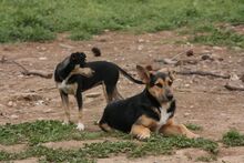 TOTO, Hund, Deutscher Schäferhund-Bodeguero Andaluz-Mix in Spanien - Bild 4