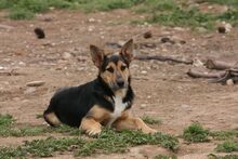 TOTO, Hund, Deutscher Schäferhund-Bodeguero Andaluz-Mix in Spanien - Bild 6