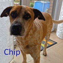 CHIP, Hund, Mischlingshund in Heinsberg - Bild 1