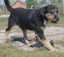 KAI, Hund, Mischlingshund in Ungarn - Bild 10