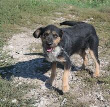 KAI, Hund, Mischlingshund in Ungarn - Bild 11