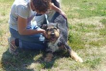 KAI, Hund, Mischlingshund in Ungarn - Bild 2