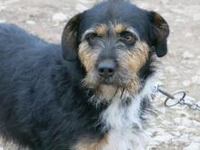 KAI, Hund, Mischlingshund in Ungarn - Bild 3