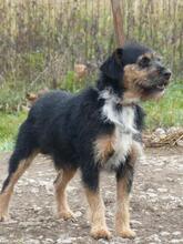 KAI, Hund, Mischlingshund in Ungarn - Bild 5