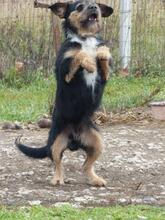 KAI, Hund, Mischlingshund in Ungarn - Bild 6