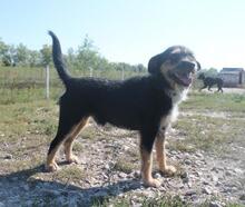 KAI, Hund, Mischlingshund in Ungarn - Bild 7